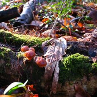 ナメコを求めて、底抜けに・・・遭遇！　１１月１７日　その2