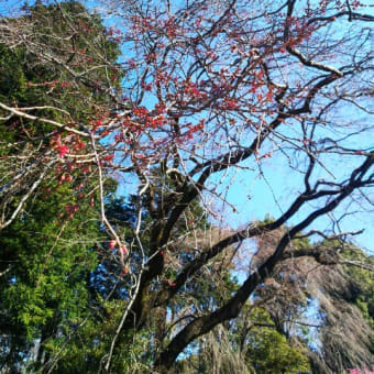 12日の神代植物公園でございます。