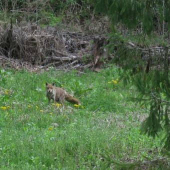春の狐