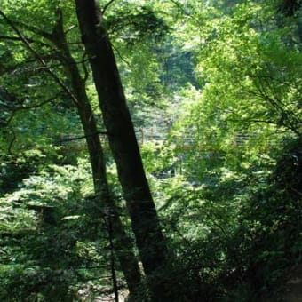 高尾山Ⅱ