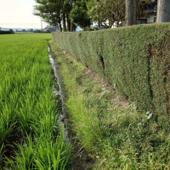 生垣