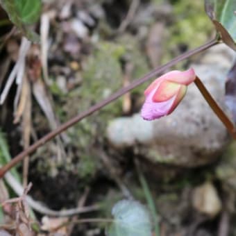 ぶらり　万寿山　その３