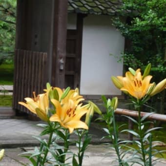 2011年6月19日(日)　法金剛院