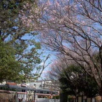 目黒でお花見2016(1)駒場野公園のコヒガンザクラ