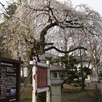 本誓寺のシダレ桜・4/21