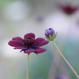 チョコの香りの花
