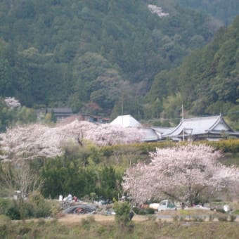 明王寺の桜