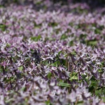 桜とカタクリの花