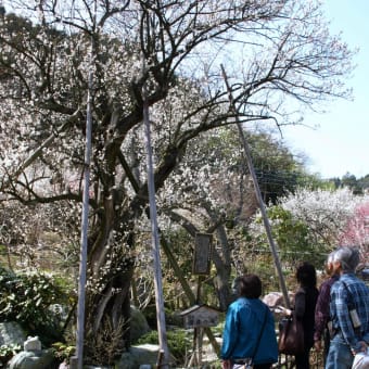 この春限り、「鎌倉の梅」