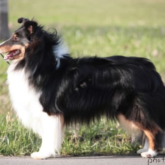 画像一覧 黒イ犬ハドコダ