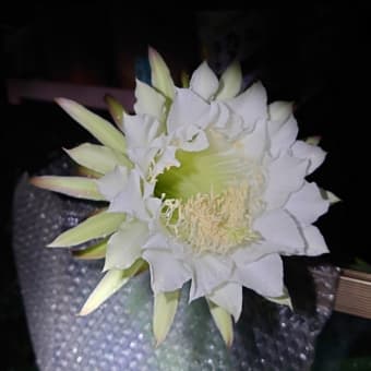 袖ヶ浦の花が咲きました