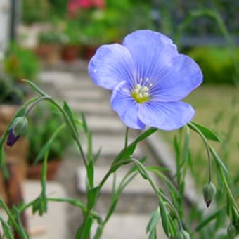 5月10日「宿根アマ」