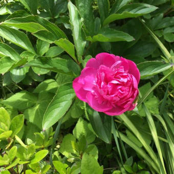 もうすぐ５月、今年も芍薬が咲き始めました。