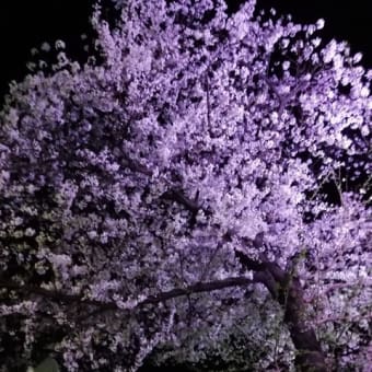 夜桜
