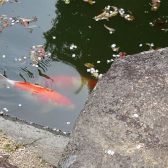 桜流しの前に