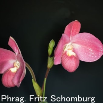 蘭：フラグミペディウム・フリッツ・ションバーグ（Phrag. Fritz Schomburg）
