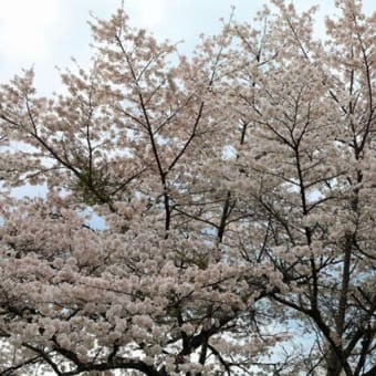 福泉寺の桜　2025　弐