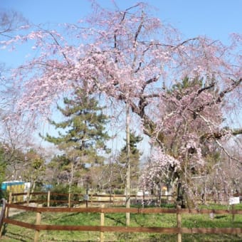 京都まで桜を見に