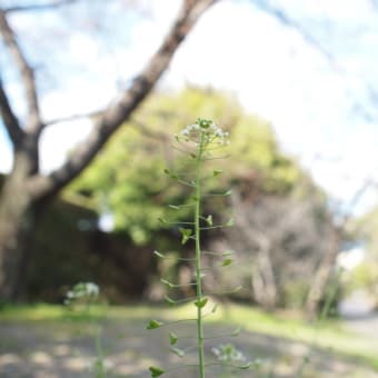出来は別にして、ストレス解消