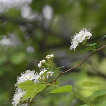 八ヶ岳の花