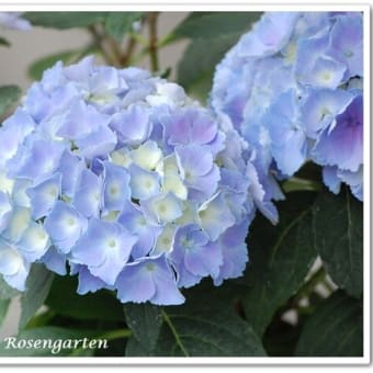 紫陽花の季節に