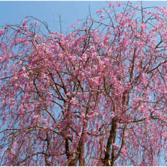 ブログはもう桜満開です！