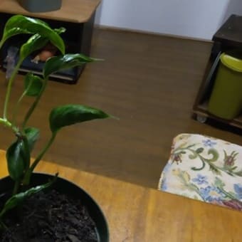 2022/8/17/鉢植えの植物