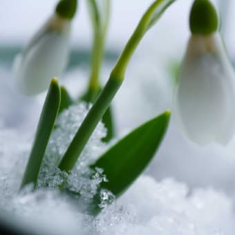 ●我が家の２月の花（2）スノードロップ　雪