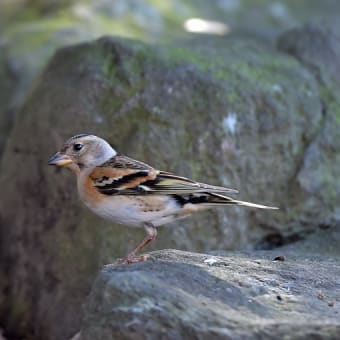 今日の野鳥 ・・アトリ・・水場に。。 