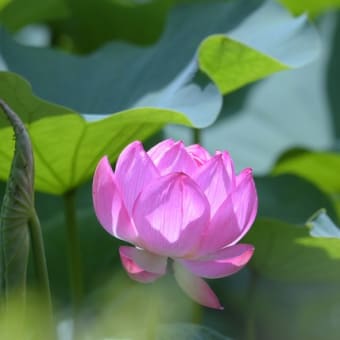薬師池公園その１