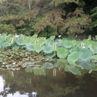 ブログ再開・八景水谷公園の蓮の花