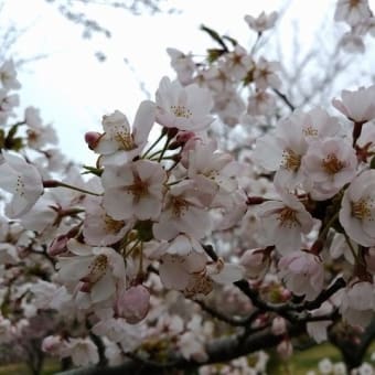 御所の台ふれあいパーク桜開花状況（H29.4.20）