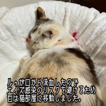 ルゥ、出血・・・。（閲覧注意）