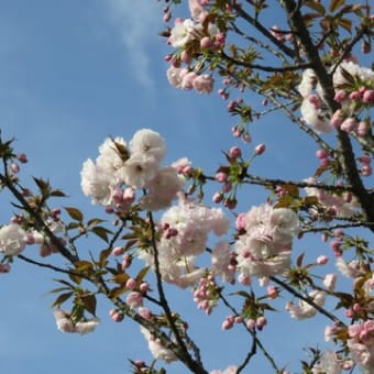 いよいよ葉桜登場♪　今年の桜は頑張り屋さん(*^^)v　　+コロナワクチン情報