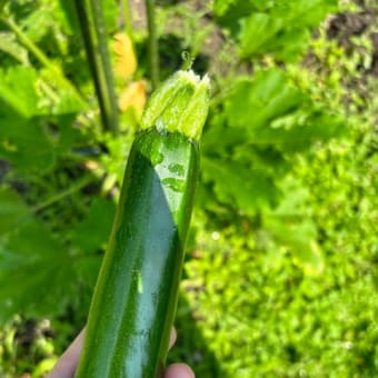 夏野菜が穫れ始めました