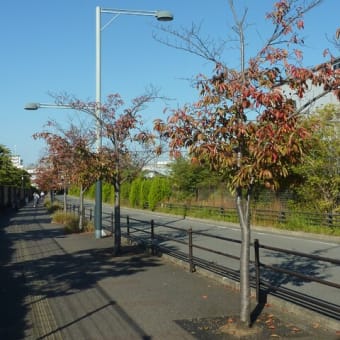 桜並木の紅葉・・・