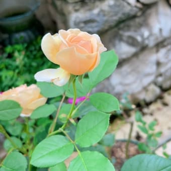 バラハタマバチの虫こぶ＆ベルガモットの切り戻し