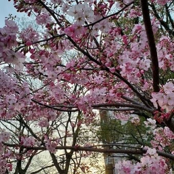 桜散策