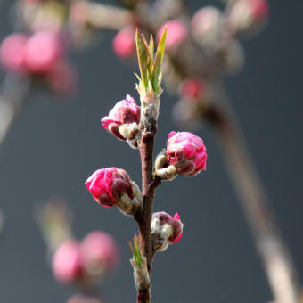 暖かい春風に誘われてハナモモの花芽が膨らんできました