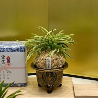 未登録・豆葉品種、日本富貴蘭会美術品評会全国大会（和歌山）