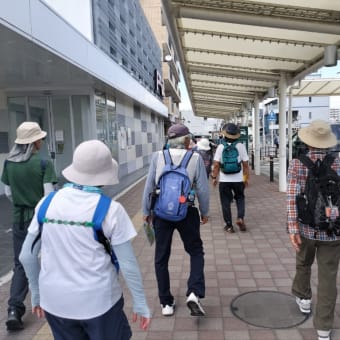 近江妙蓮公園のハスを訪ねて〜滋賀県ウォーキング協会例会