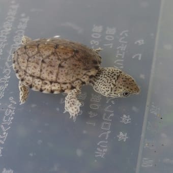 カブトニオイガメ　１週間