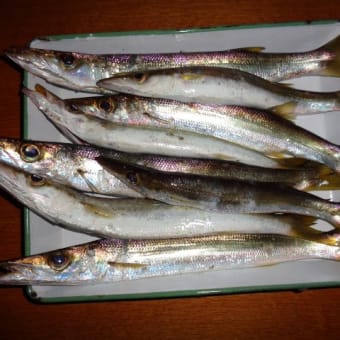魚入ってきました