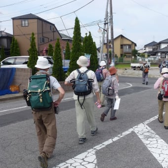 旧水戸街道を歩く　最終回　我孫子宿から馴柴へ