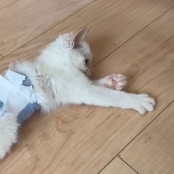 下半身が動かない子猫