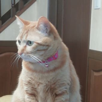 茶トラ