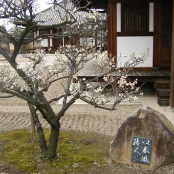 道明寺天満宮の梅　2月14日