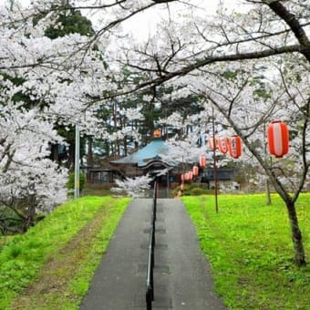 福泉寺の桜　2025　弐