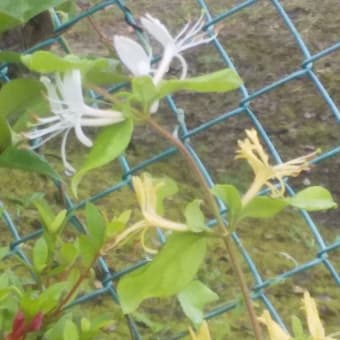 雨中のスイカズラとトベラの花