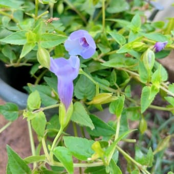 トレニアムーン水挿し 挿し芽大正解🌼